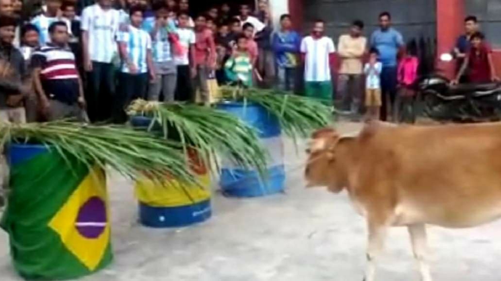 গরু’র ভবিষ্যৎ বাণী, এবার বিশ্বকাপ জিতবে ব্রাজিল