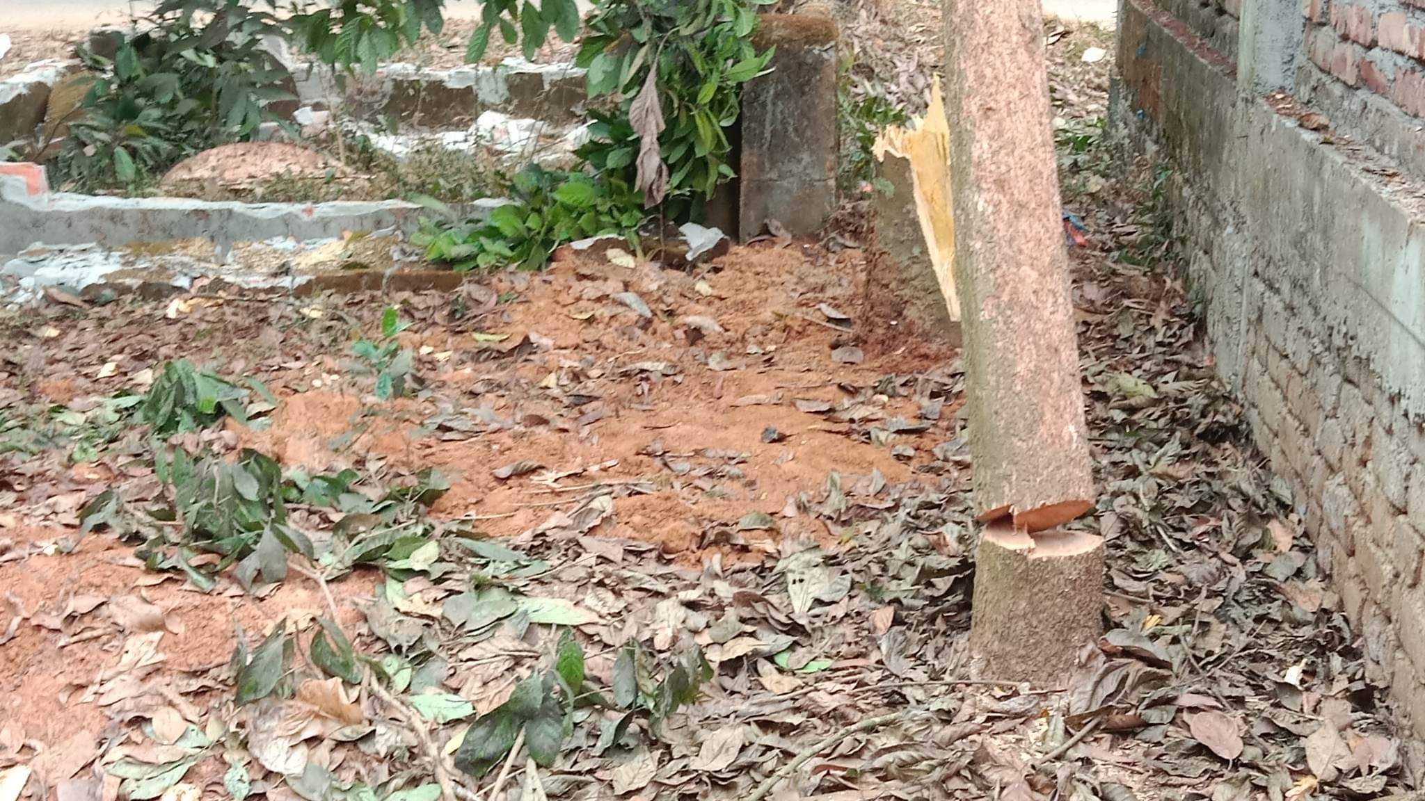 শিবপুরে ফলজ গাছের সাথে এ কেমন শত্রুতা!
