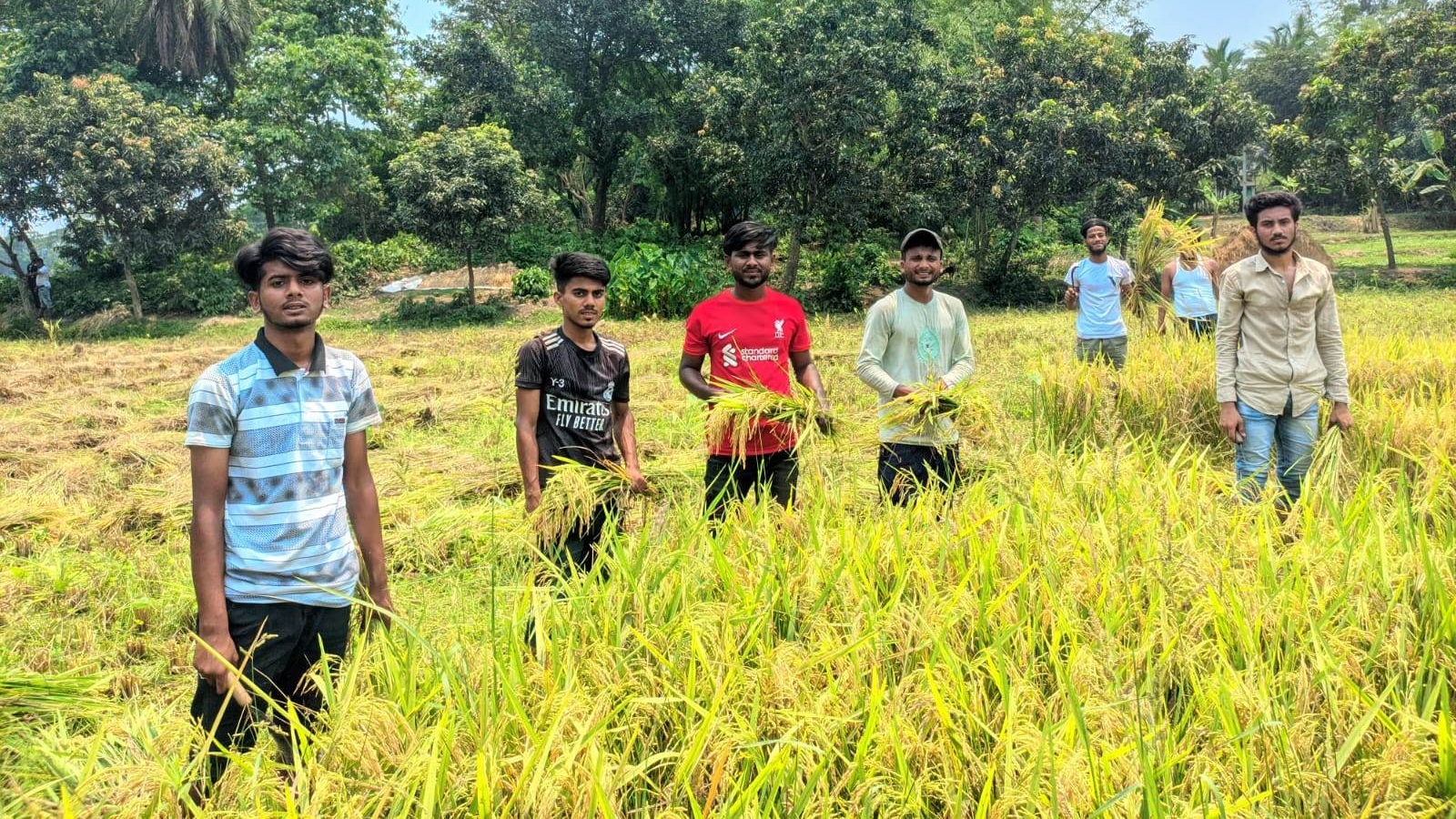 পলাশে কৃষকের ধান কেটে দিল ছাত্রলীগ