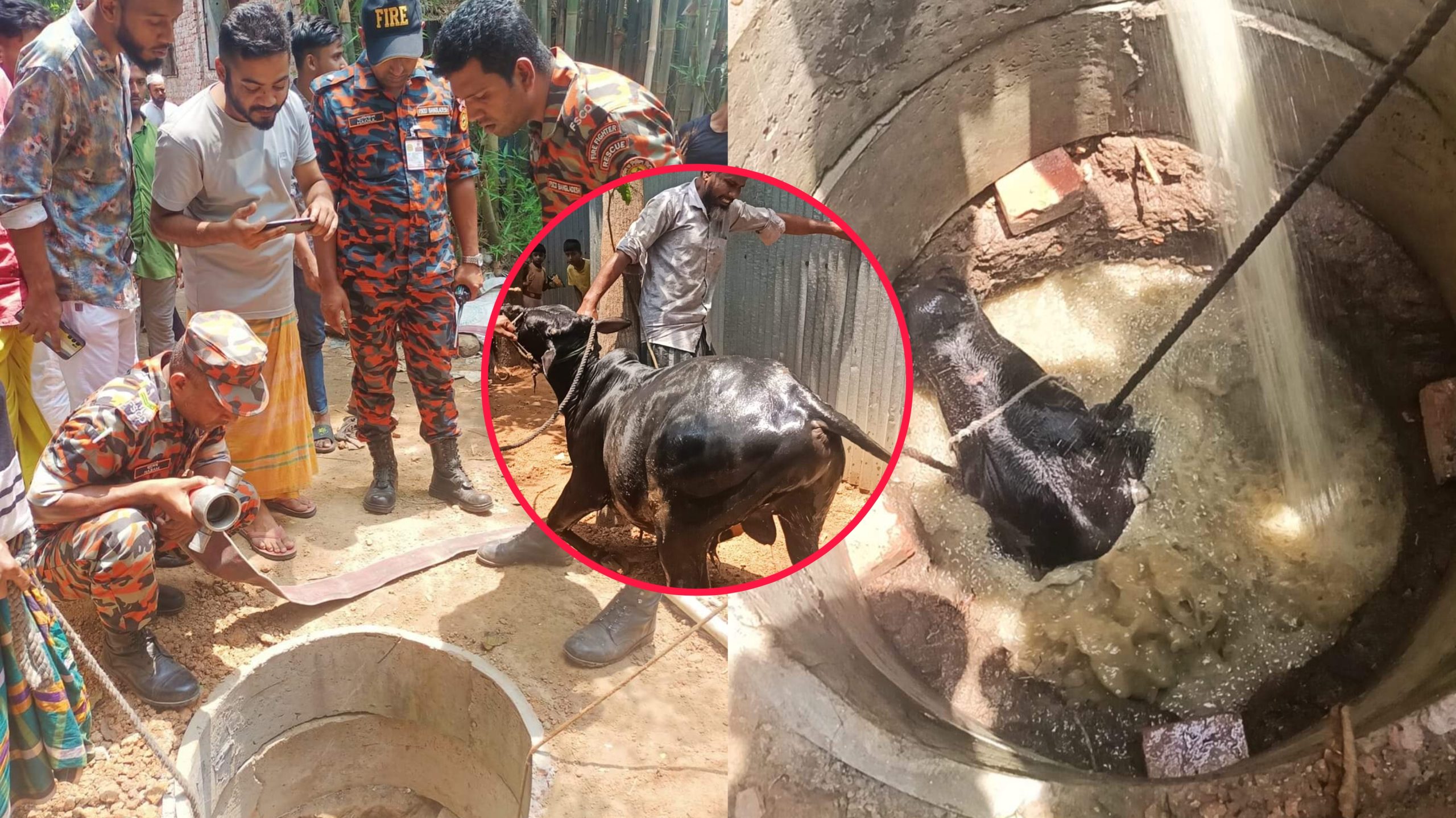 পলাশে ৪০ ফুট গভীরতার সেপটিক ট্যাংকে পড়া গরু উদ্ধার