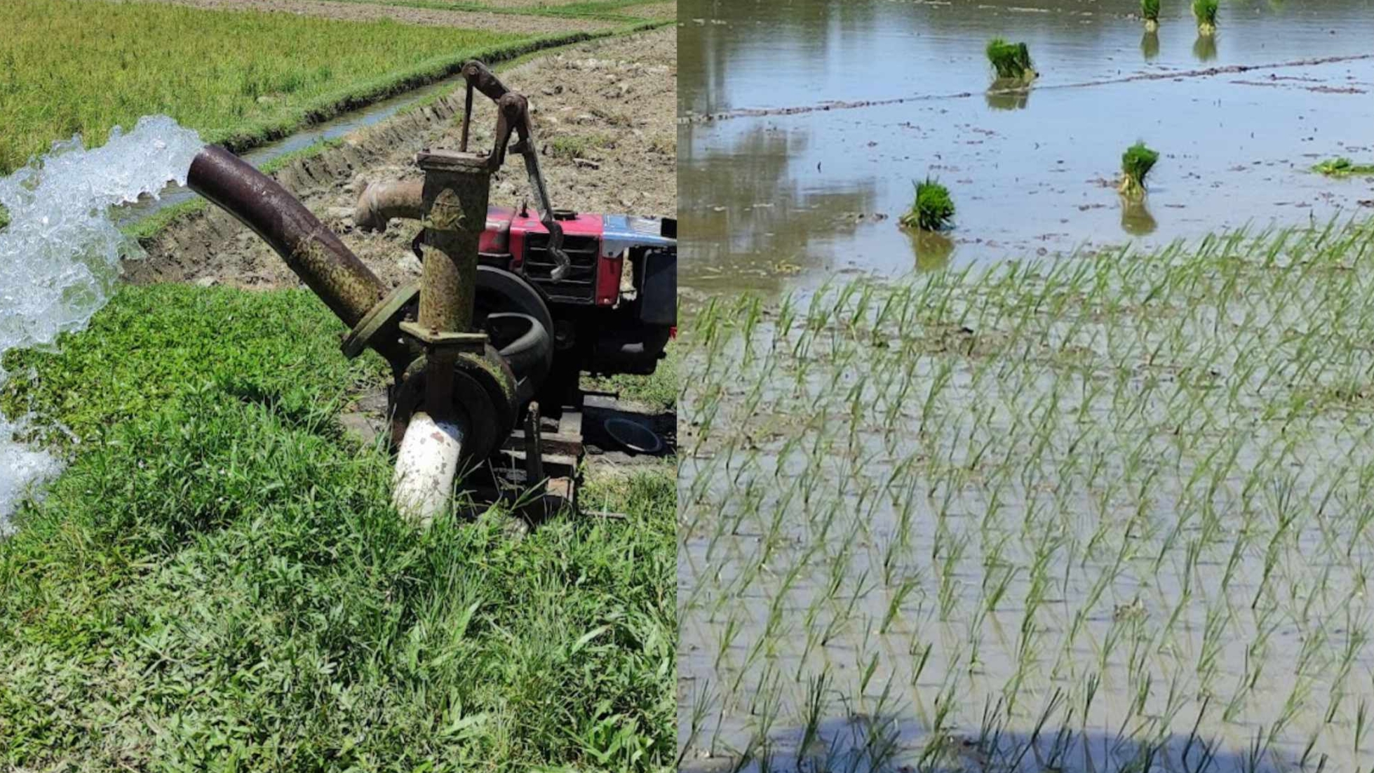 মনোহরদীতে ভরা বর্ষায়ও সেচ দিয়ে রোপা আমন চাষ