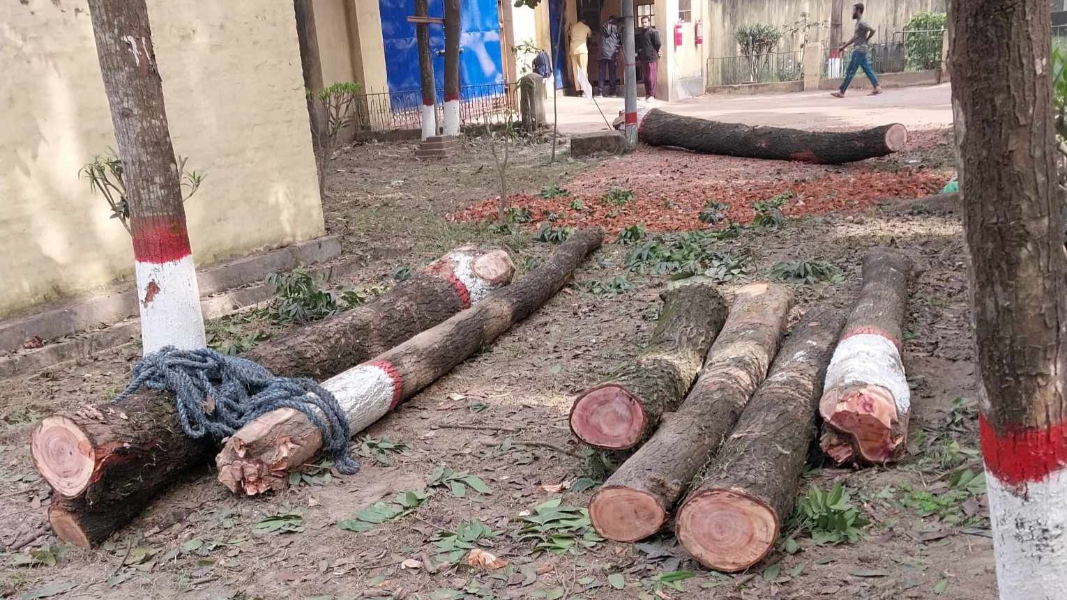 ঘোড়াশালে অবৈধভাবে জুটমিলের গাছ কর্তন