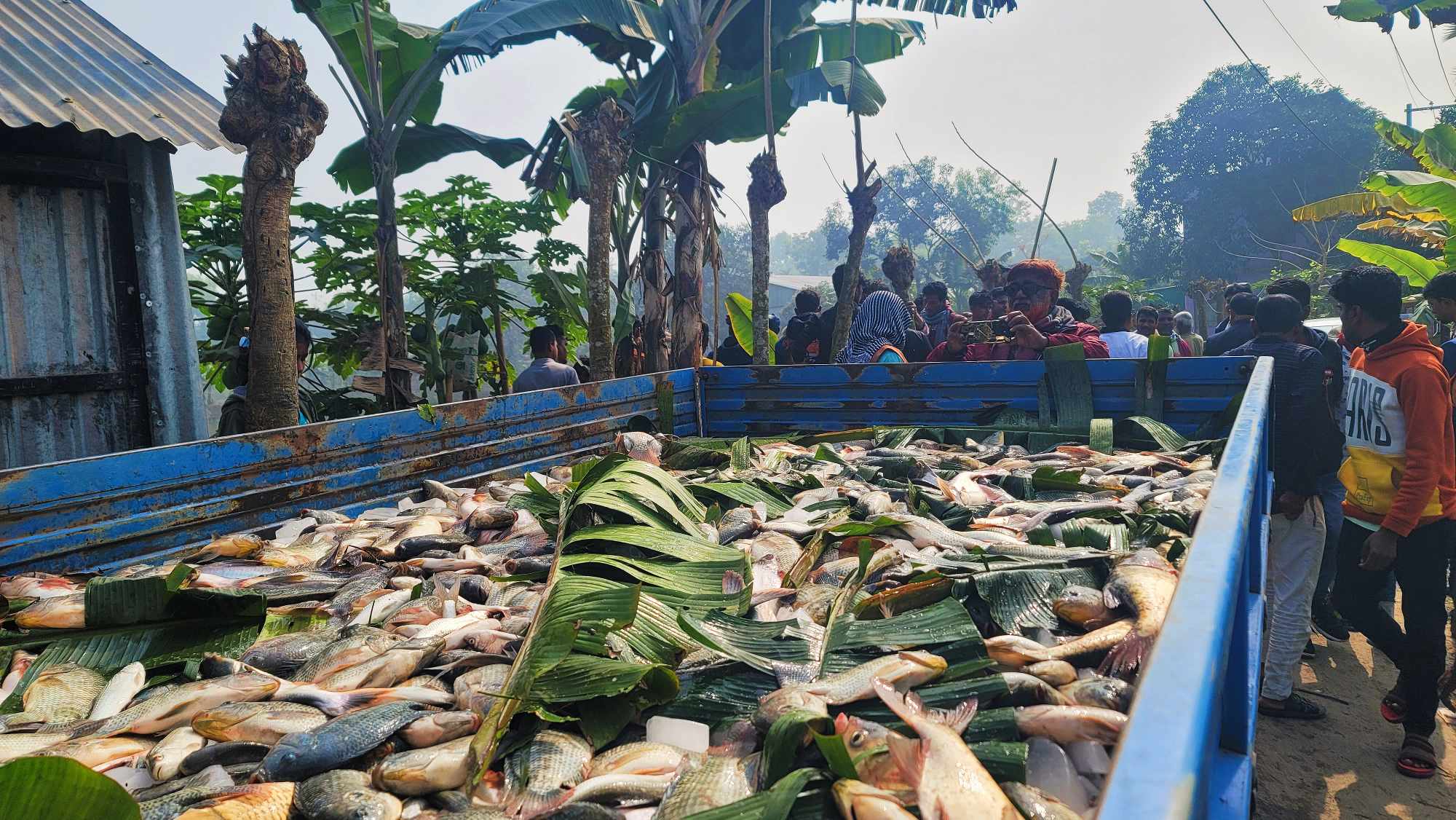 পলাশে পুকুরে বিষ প্রয়োগ, ২০ লাখ টাকার মাছ নিধন