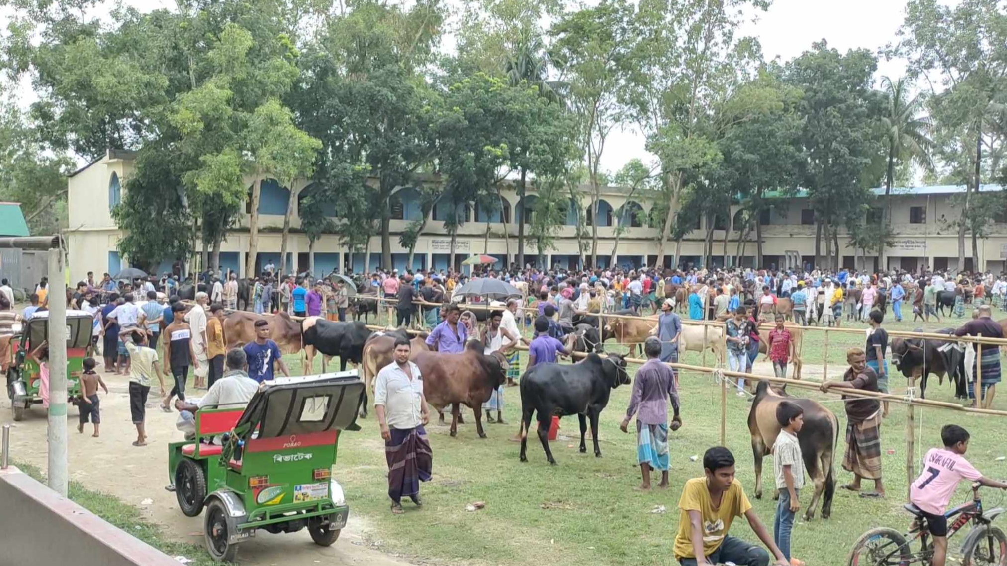 রায়পুরায় বিদ্যালয় মাঠে অবৈধ পশুর হাট, আটক ২
