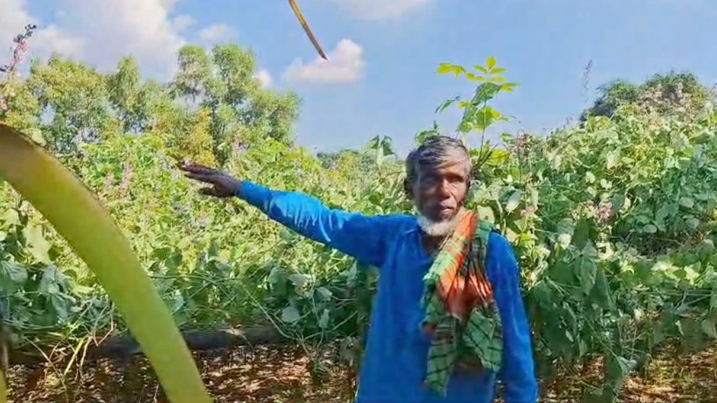 পলাশে কৃষকের ৫০ শতক জমির শিমগাছ গাছ কর্তন করল দুর্বৃত্তরা
