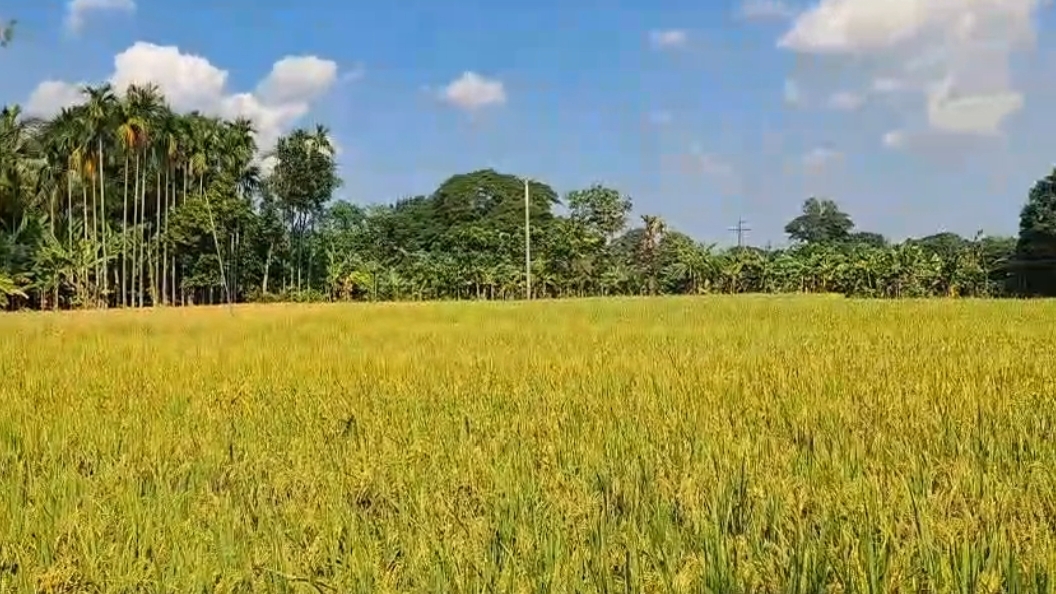 পলাশে সোনালী ধানের শীষে কৃষকের মুখে হাসি