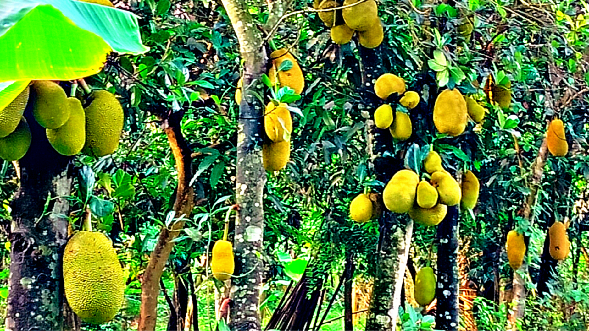 পলাশে গাছে গাছে শোভা পাচ্ছে জাতীয় ফল কাঁঠাল