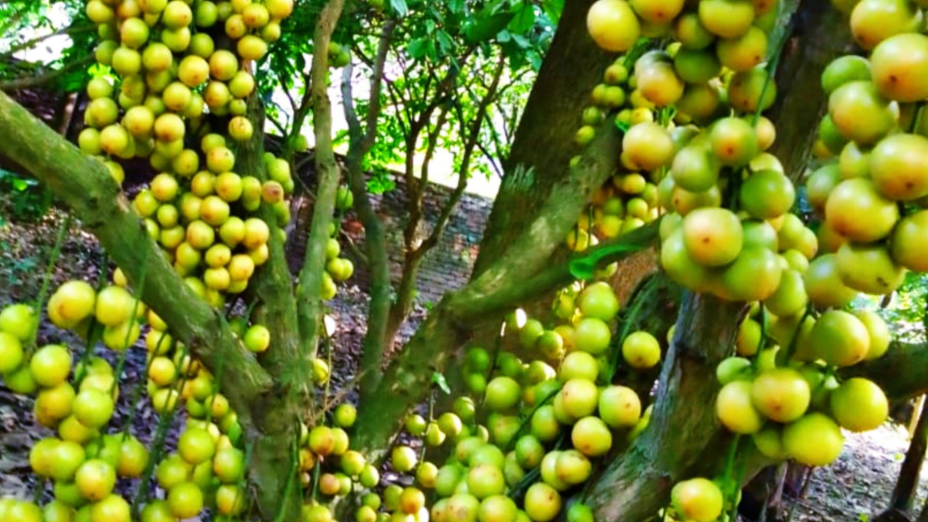পলাশে গাছের থোকায় থোকায় ঝুলছে সুস্বাদু লটকন