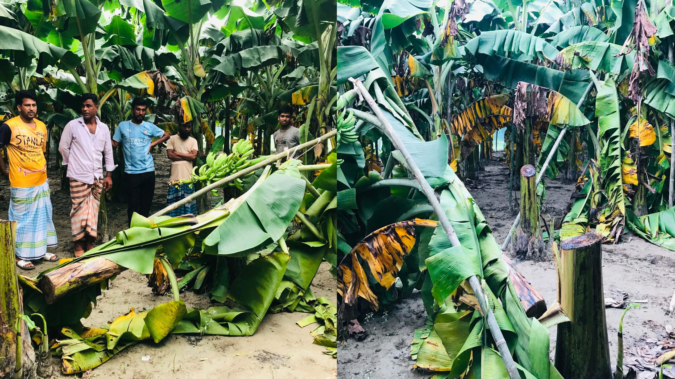 শিবপুরে মাদকের বিরুদ্ধে প্রতিবাদ করায় কলা বাগান কেটে ফেলার অভিযোগ